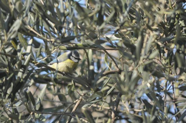 mésange bleue021