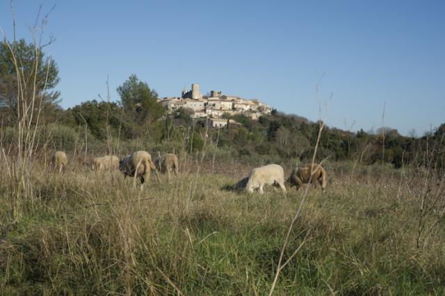 moutons-Montpezat-JW02