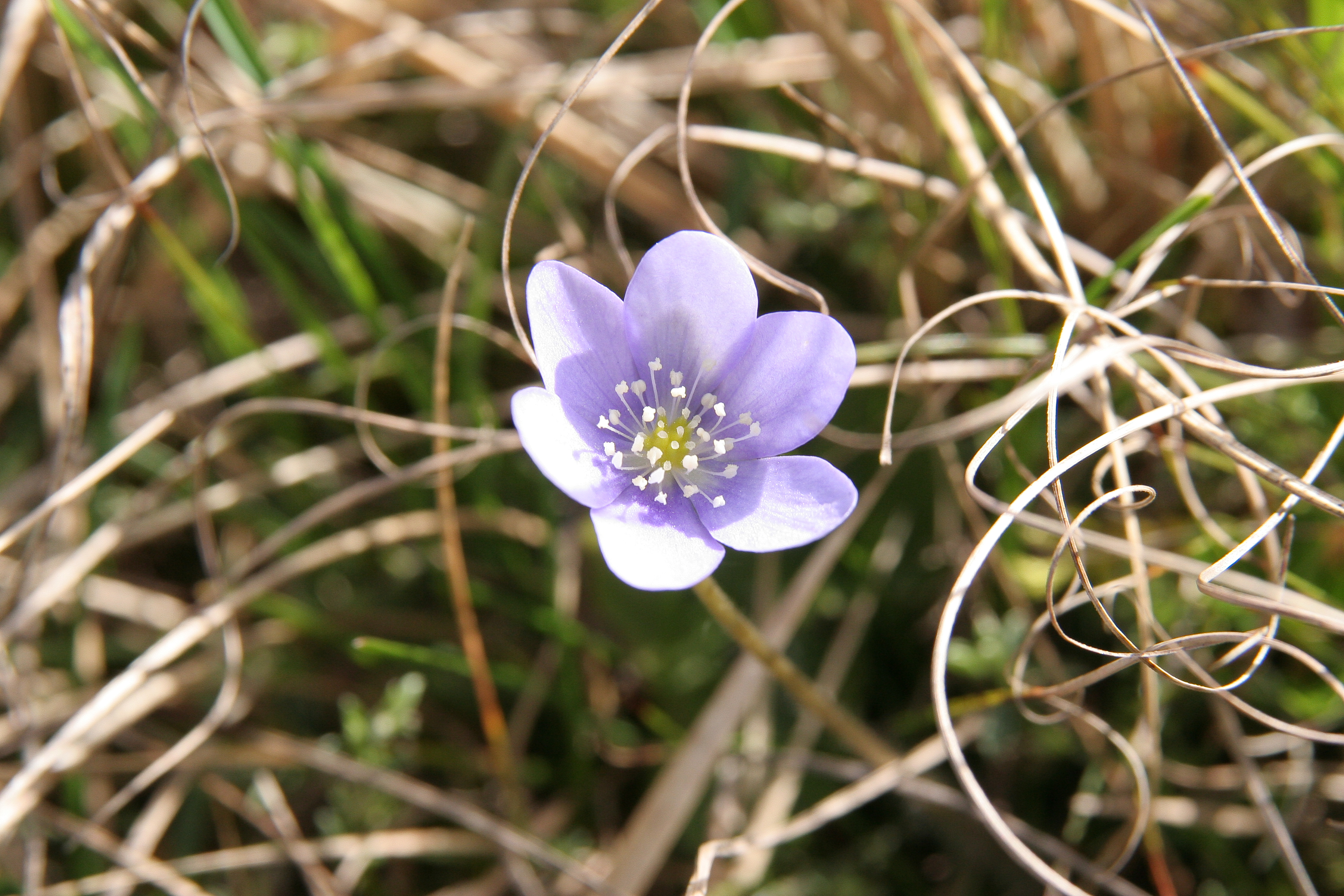 Hepatique trilobée - Hepatica nobilis-20110412-316