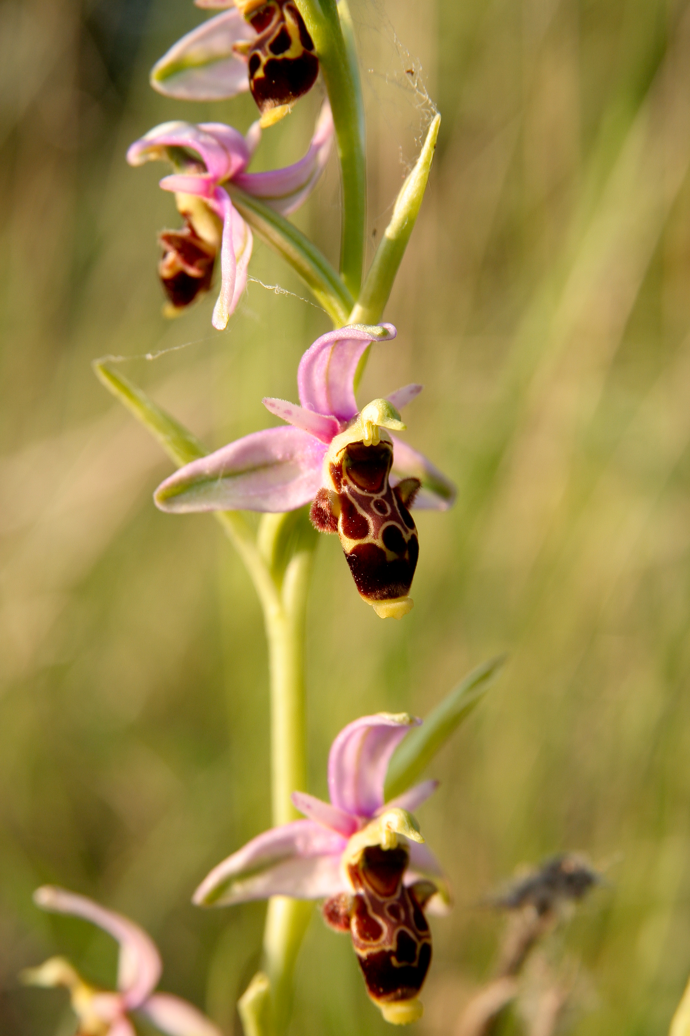 Ophrys scolopax-Ophrys bécasse-Saint jean de fos 04-05-2011 19-37-26