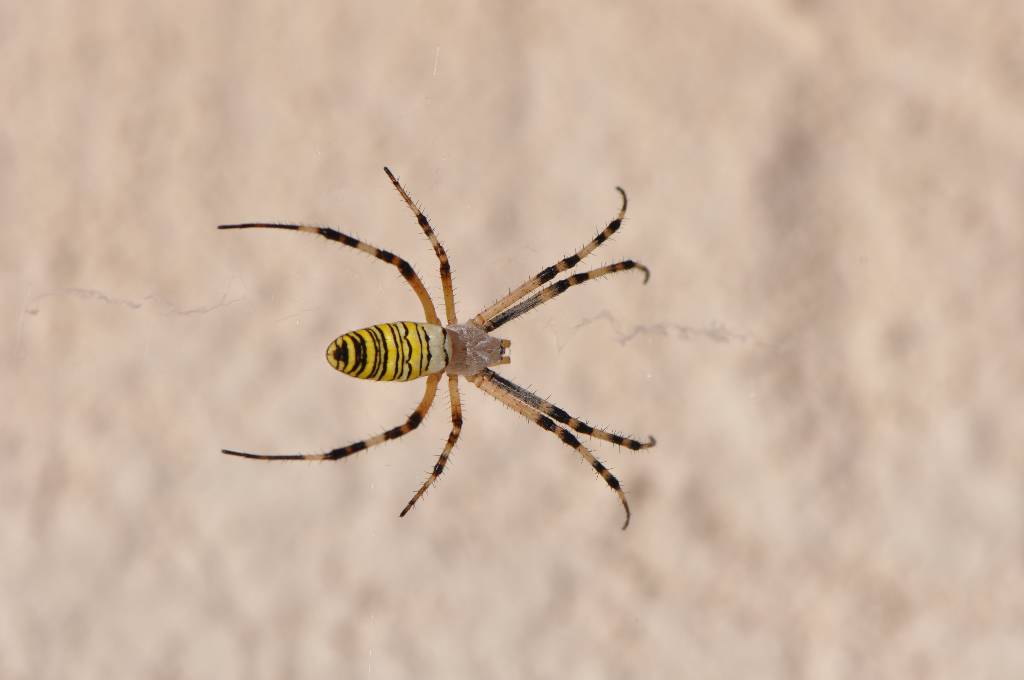 L'argiope lobée ou Epeire soyeuse (Argiope lobta)_Bruno_Fadat