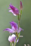 Elleborine rouge  cephalanthera rubra_Bruno_Fadat