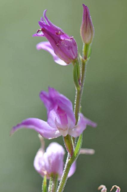 Elleborine rouge  cephalanthera rubra_Bruno_Fadat