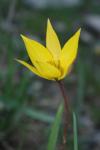 Tulipa Australis_Bruno_fadat