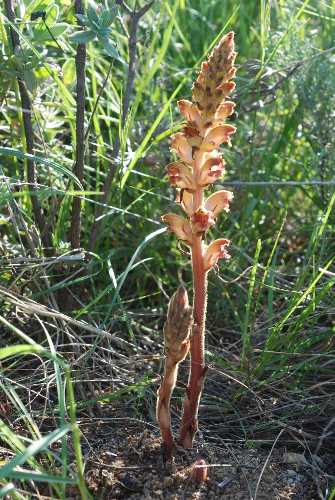 Orobanche