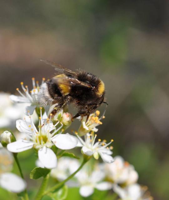 Bourdon Terrestre 2