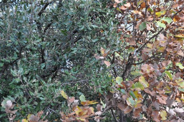 FONS outre Gardon DEC2012 014