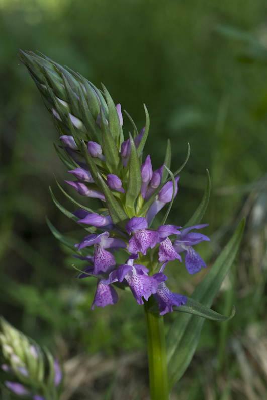 Dactylorhiza-occitanica-JW08