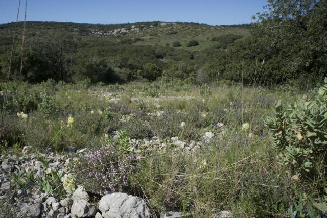 pelouse-Iris-lut-garrigue-JW02