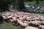 Fête de la transhumance à l'Espérou - 3