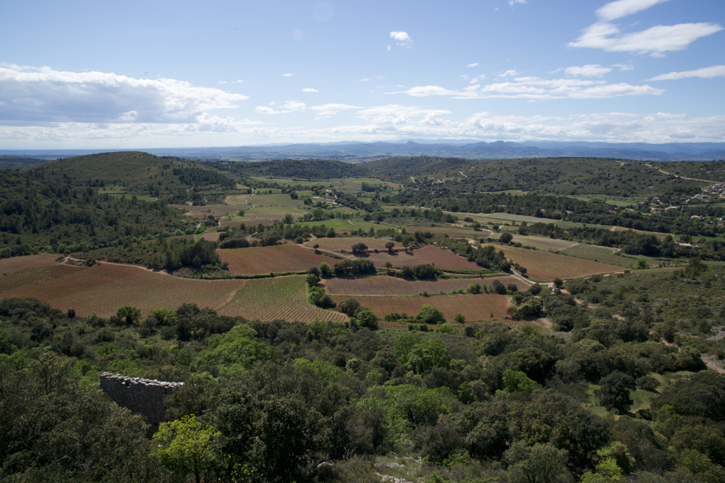 vignes-garrigue-Aumelas-JW