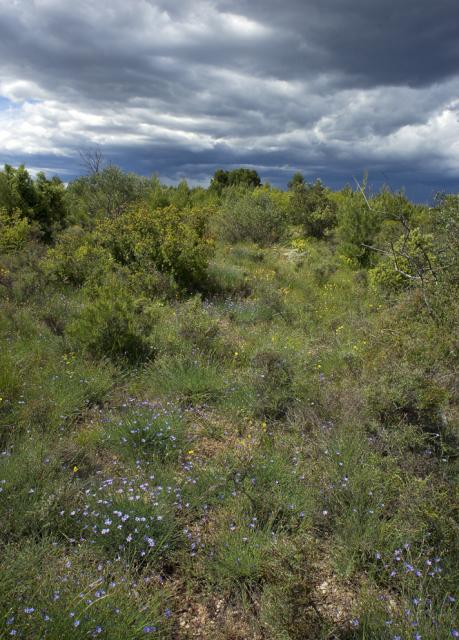 garrigue-Aphyll-Lunel-JW-acc