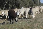 moutons-Cournont-JWb