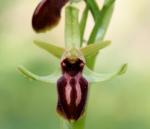 Ophrys araneola - Ophrys petite araignée-20110323-178