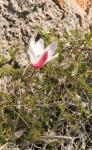 Tulipa clusina-20110323-185