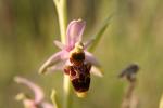 Ophrys scolopax-Ophrys bécasse-Saint jean de fos 04-05-2011 19-37-43