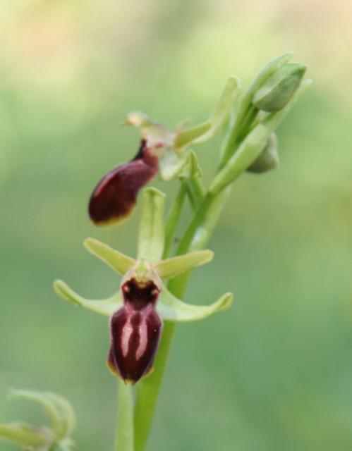 Ophrys araneola - Ophrys petite araignée-20110323-176