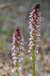 ORCHIS  BRULE_Bruno_Fadat