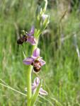 ophrys-apifera-3_JM_Ourcival