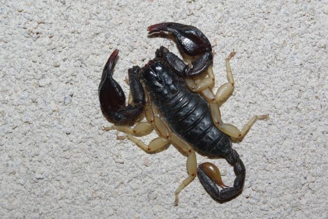 Scorpion noir à queue jaune