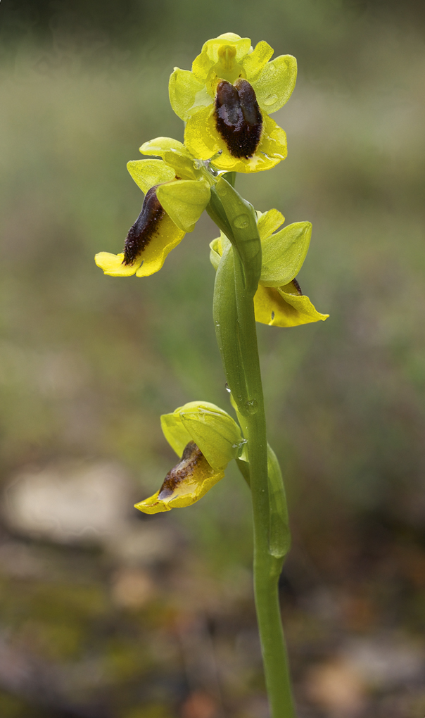 Ophrys-lutea-hf-JW03acc