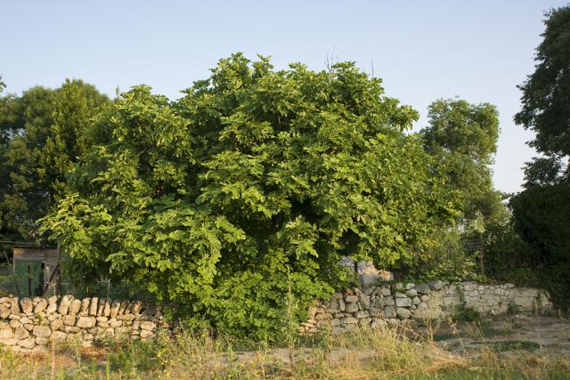 Ficus-car-jardin-muret-JW03-acc